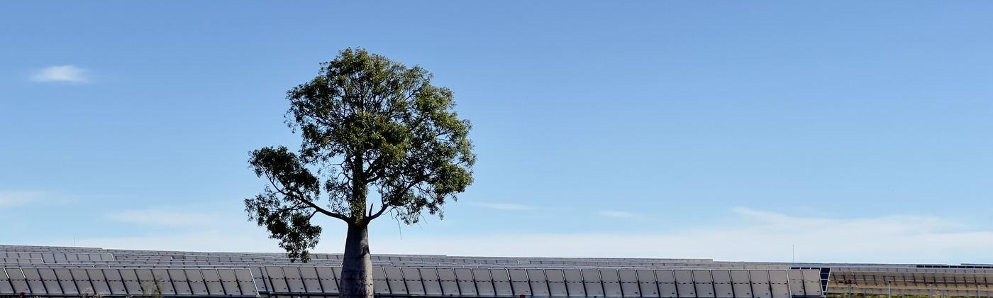 Rows of solar panels stretching across open country at Wandoan South, Queensland